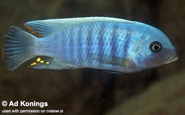 Maylandia zebra 'Same Bay'